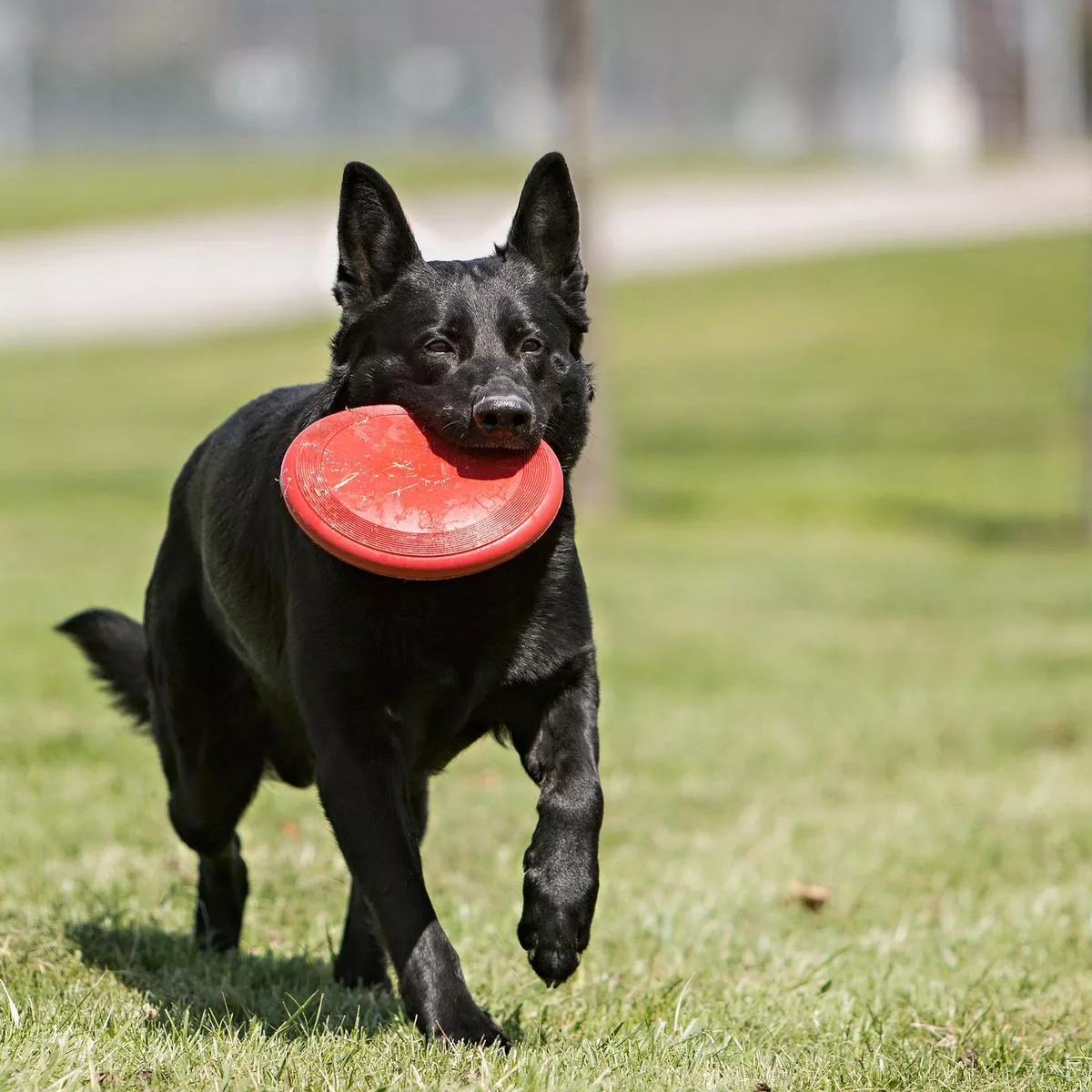 Kong Flyer Dog Toy SmallAllToys