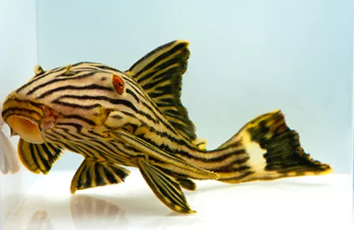 * L-190 Royal Pleco *PLEASE CONTACT FOR AVAILABILITY BEFORE ORDERING *LOCAL ONLY, NO OUT OF STATE SHIPPING