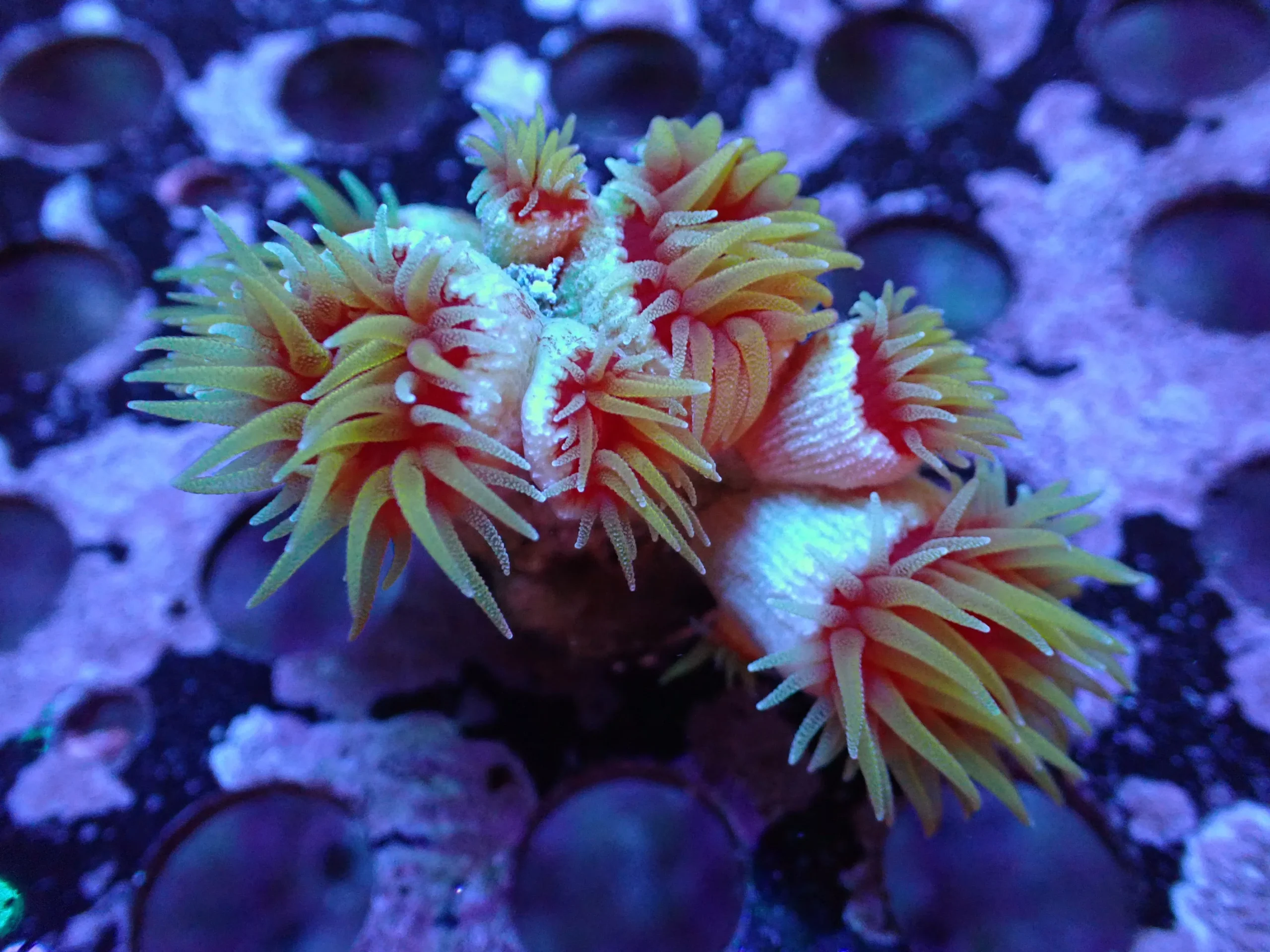 L1 7/3/24 JRA Dendrophyllia ended