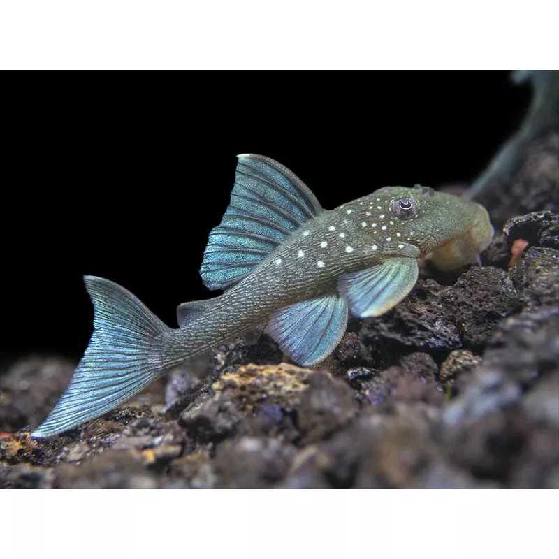 L128 Blue Phantom Pleco (Hemiancistrus sp. L128)