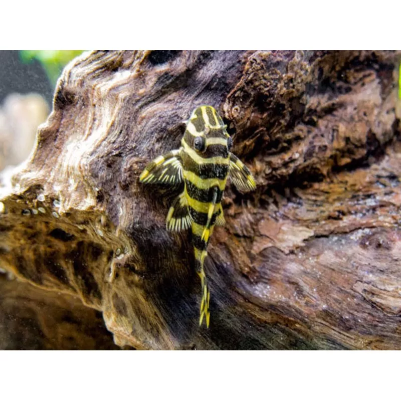 L134 Leopard Frog Pleco (Peckoltia compta) – Tank-Bred!