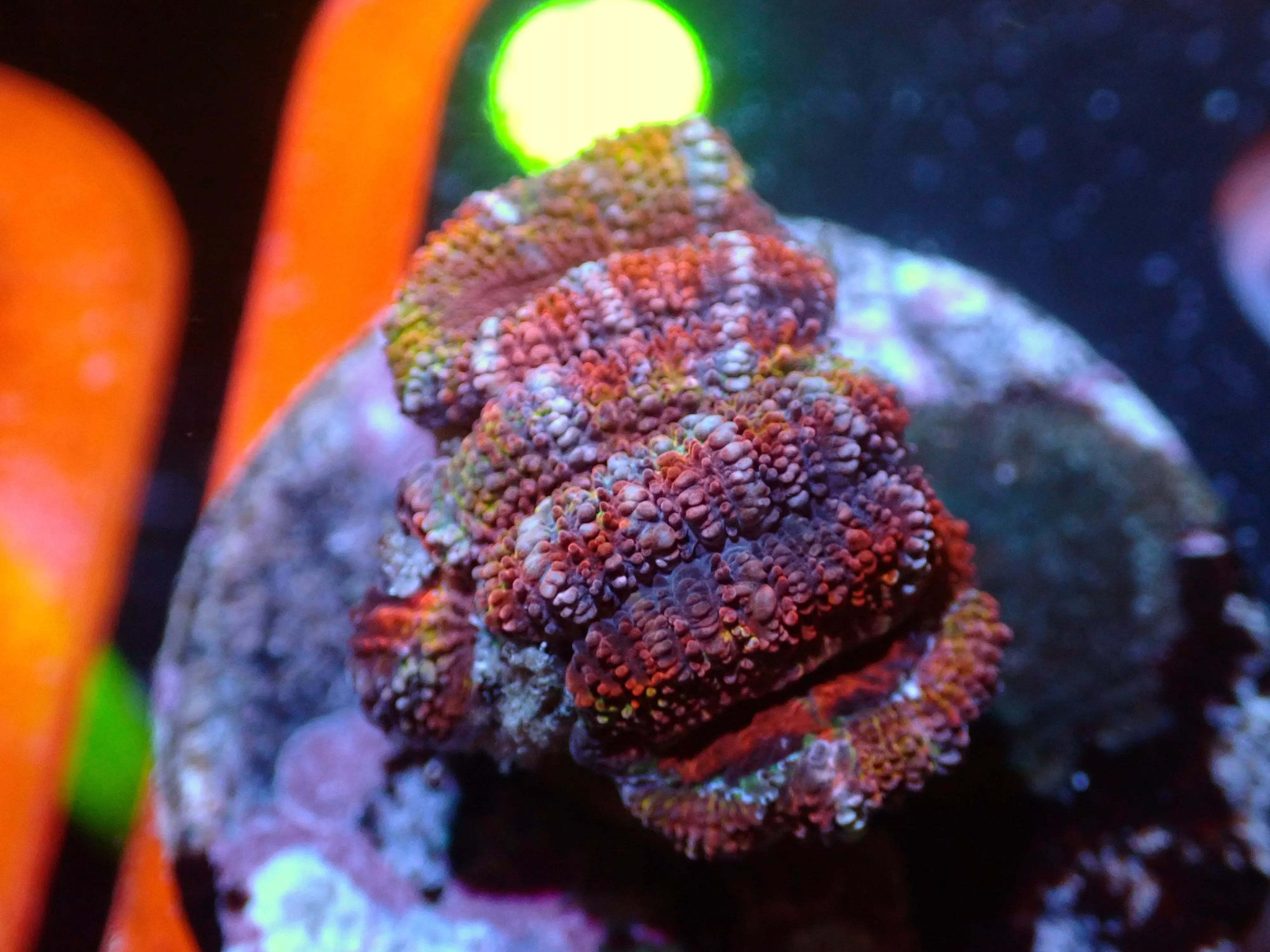 L2 7/3/24 JRA Rainbow Acan Frag ended
