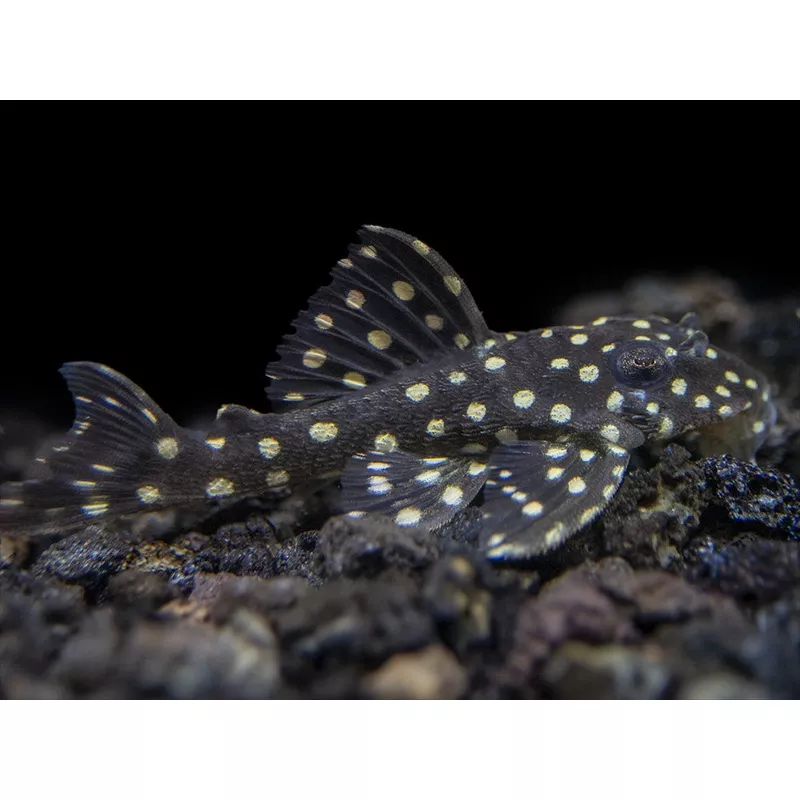 L201 Snowball AKA Orinoco Angel Pleco (Hypancistrus sp.)