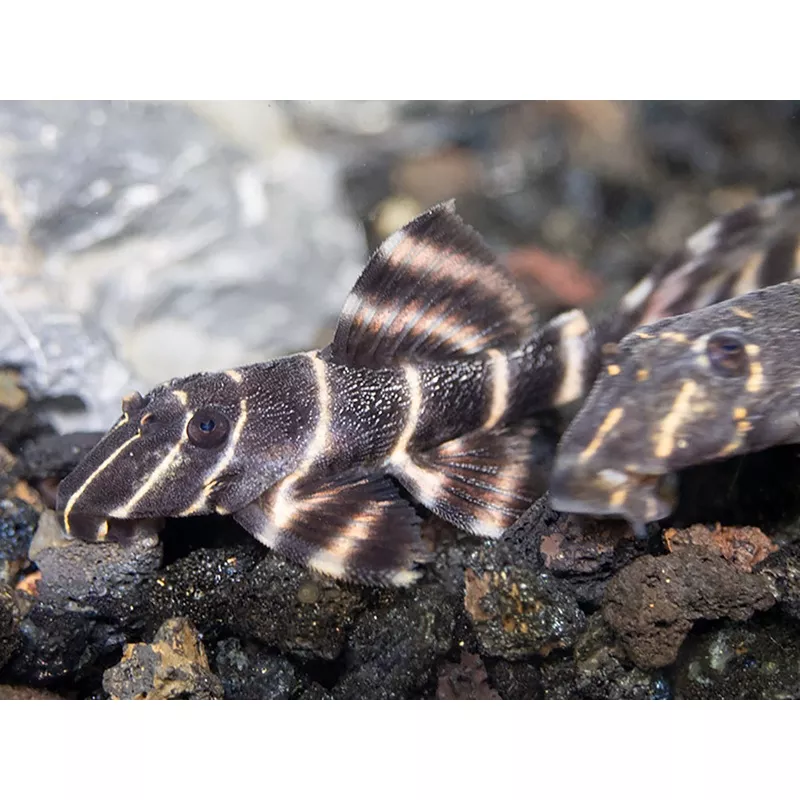 L204 Flash / Emperor Pleco (Panaqolus albivermis)