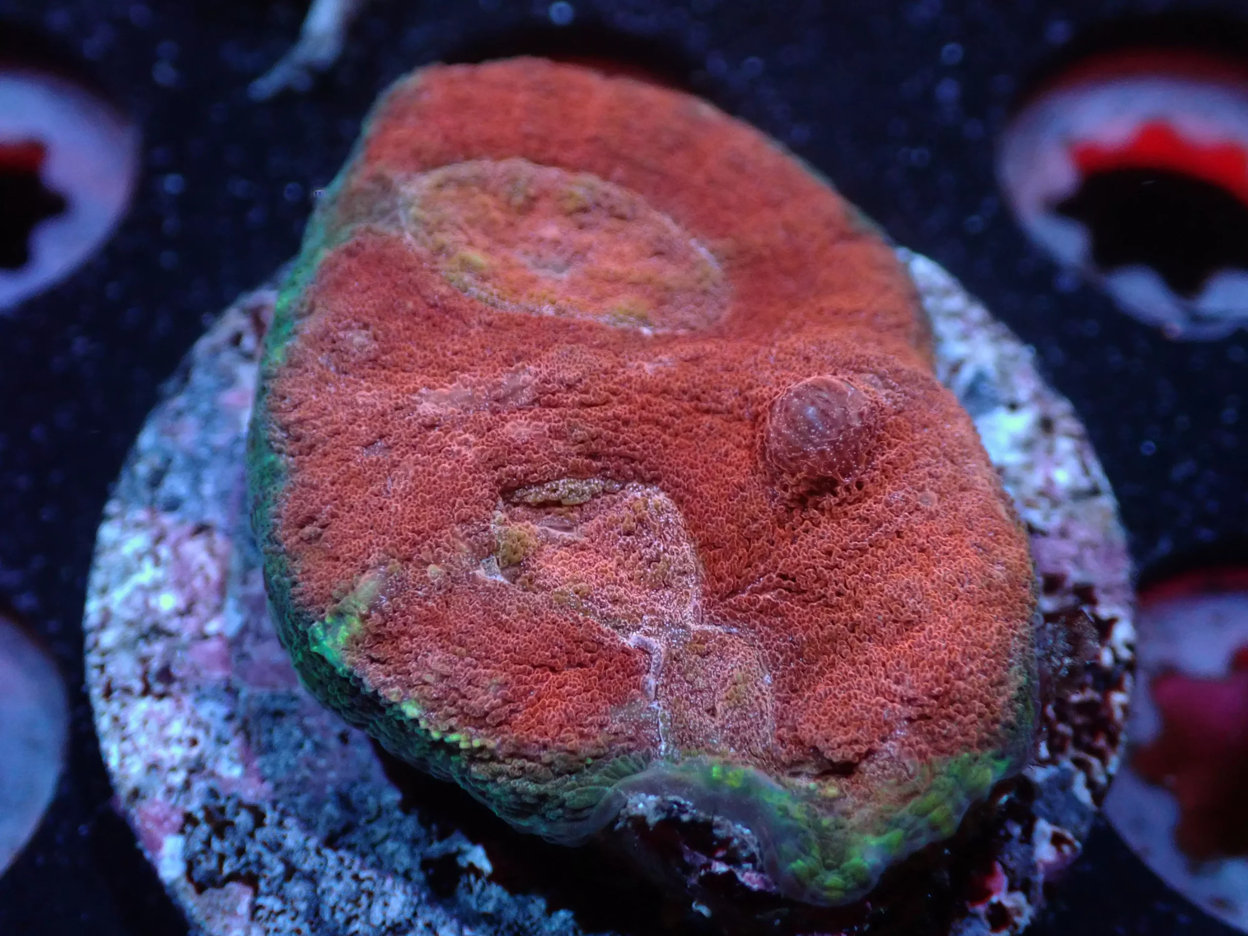 L5 7/3/24 JRA Red/Green Chalice ended