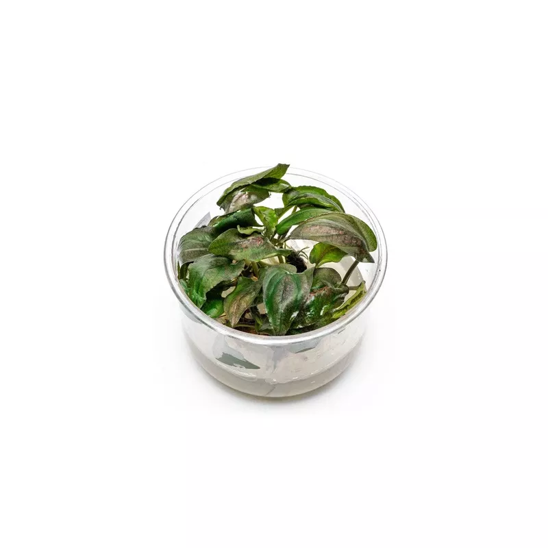 Lagenandra Keralensis UNS Tissue Culture