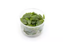 Lagenandra Meeboldii ‘Red’ UNS Tissue Culture