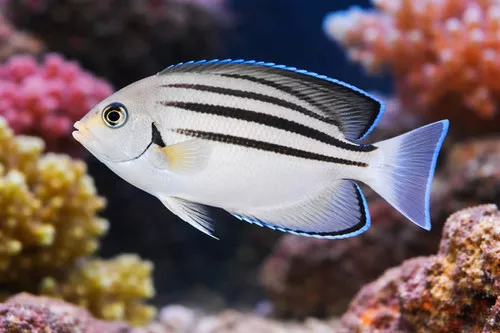 Lamarck Angelfish