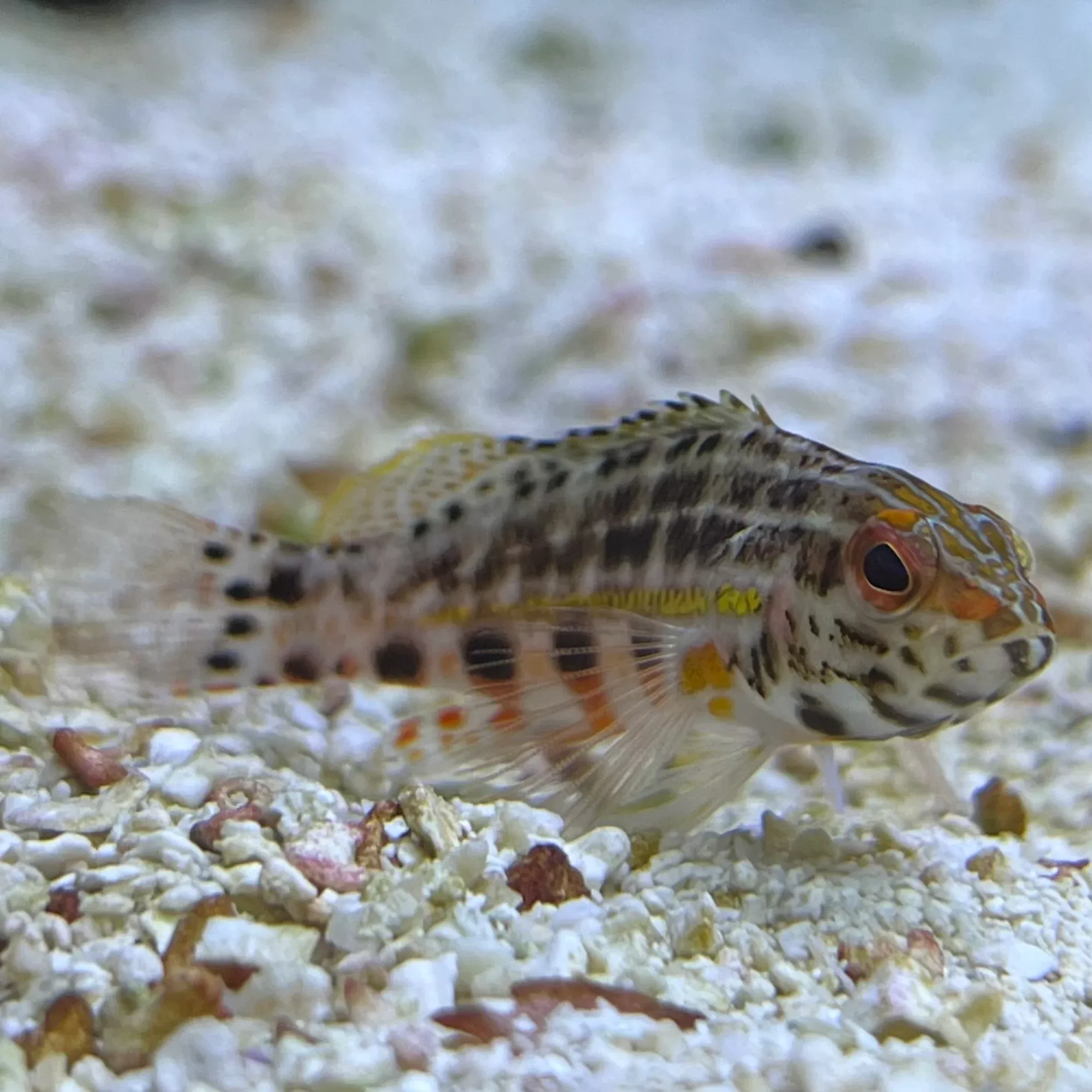 Lantern Basslet