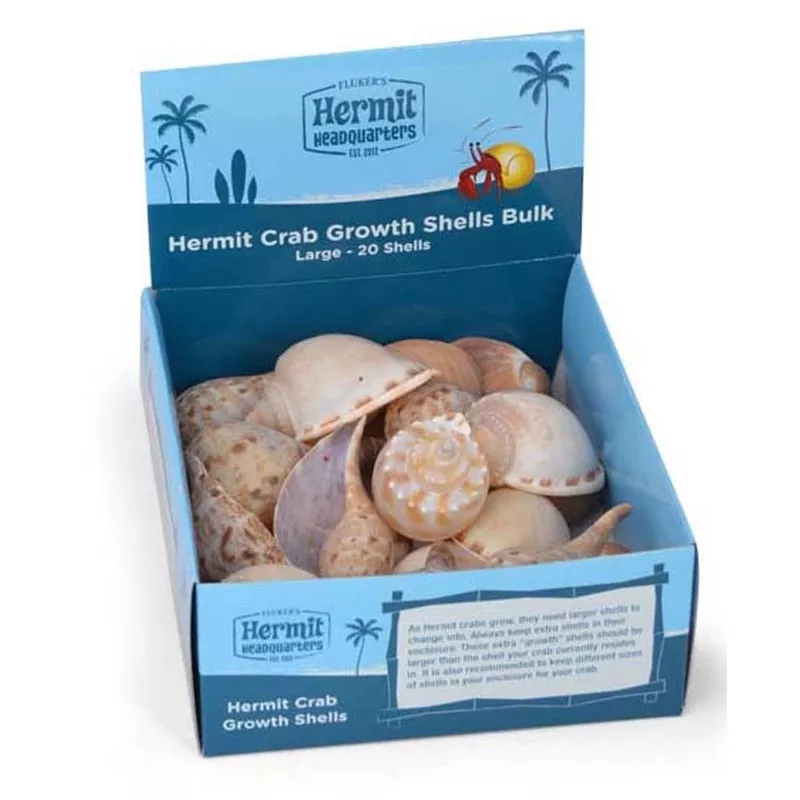 Large Hermit Crab Shell Each