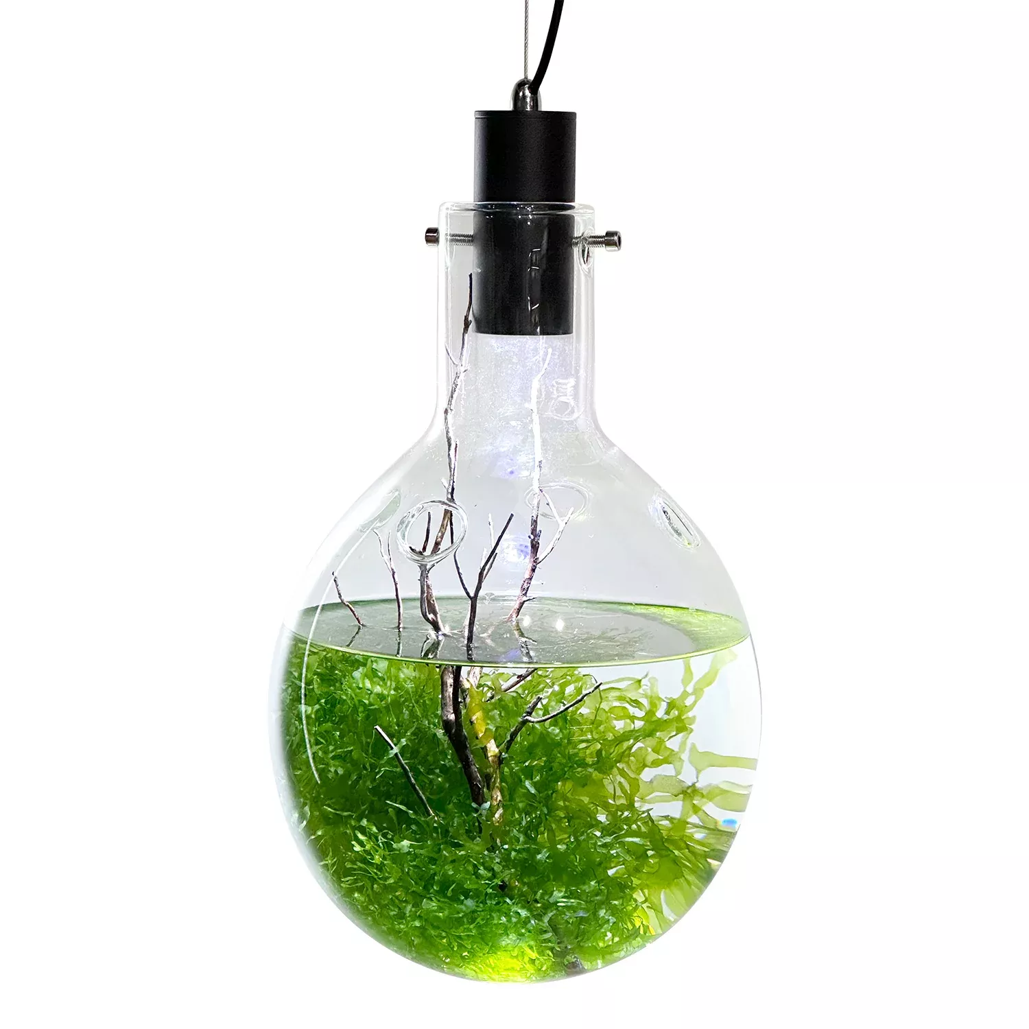 Large Luminarium Aquarium With RBW Lighting