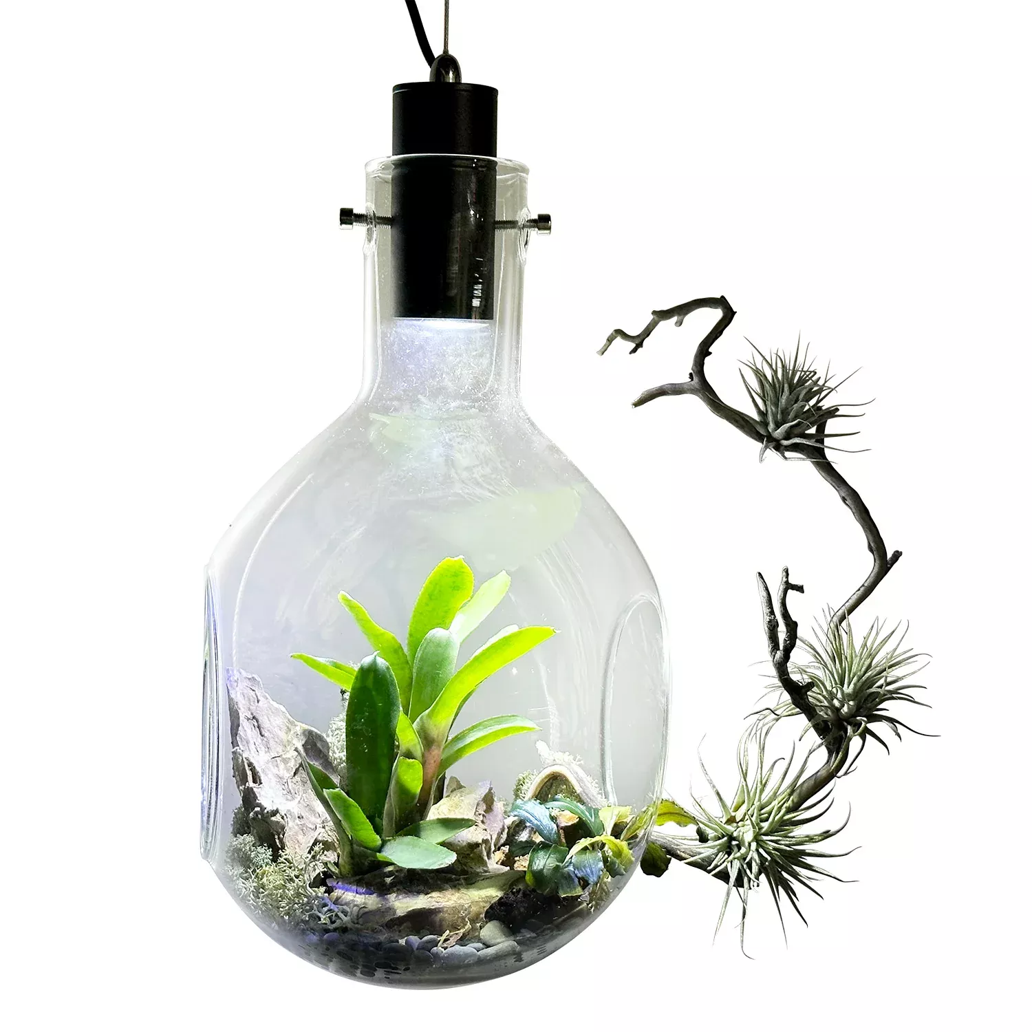 Large Luminarium Terrarium with RBW Lighting
