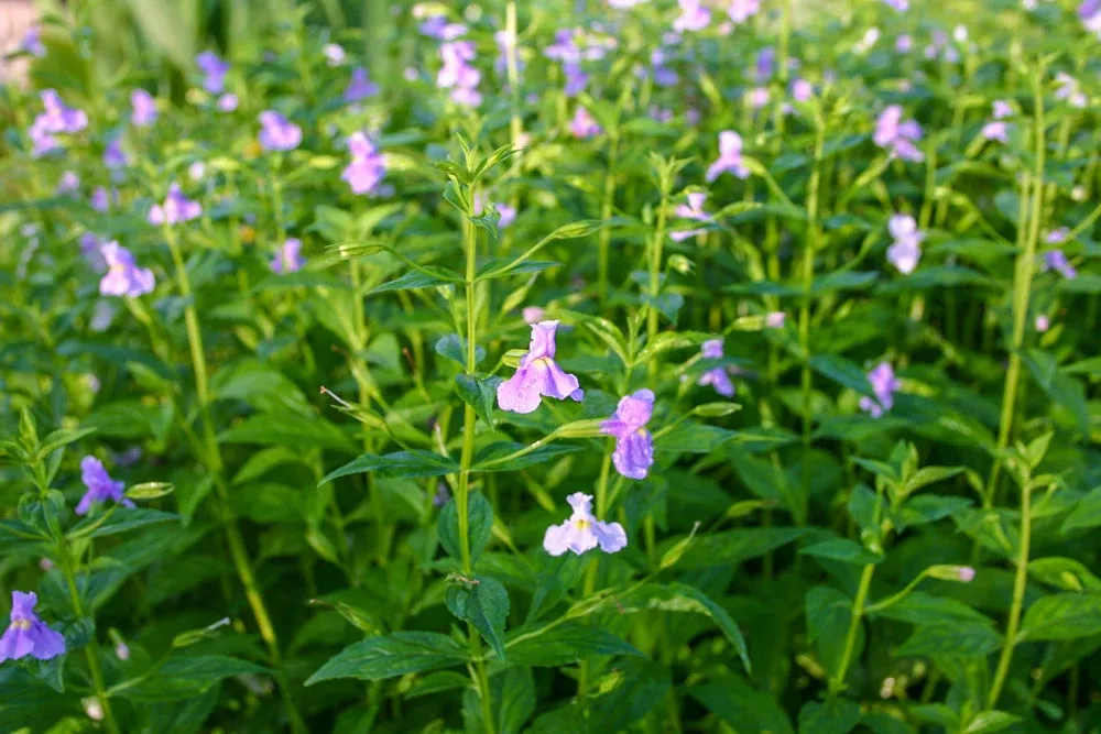 Lavender Monkey Flower (Mimulus Ringens)
