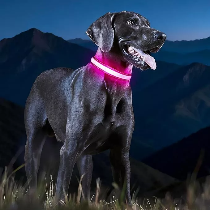 LED Dog Collar USB Rechargeable – Light Up Dog Collar Safety Pet Collars with Lights for Night Walking, Camping (Pink, M)