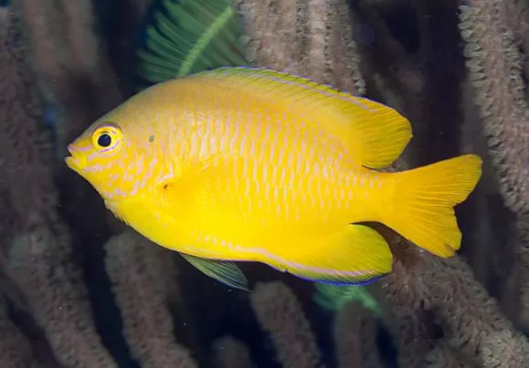 Lemon Damsel*