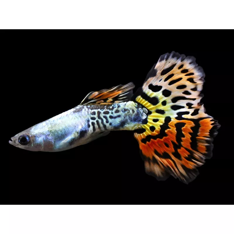 Leopard Guppy (Poecilia reticulata) – Tank Bred