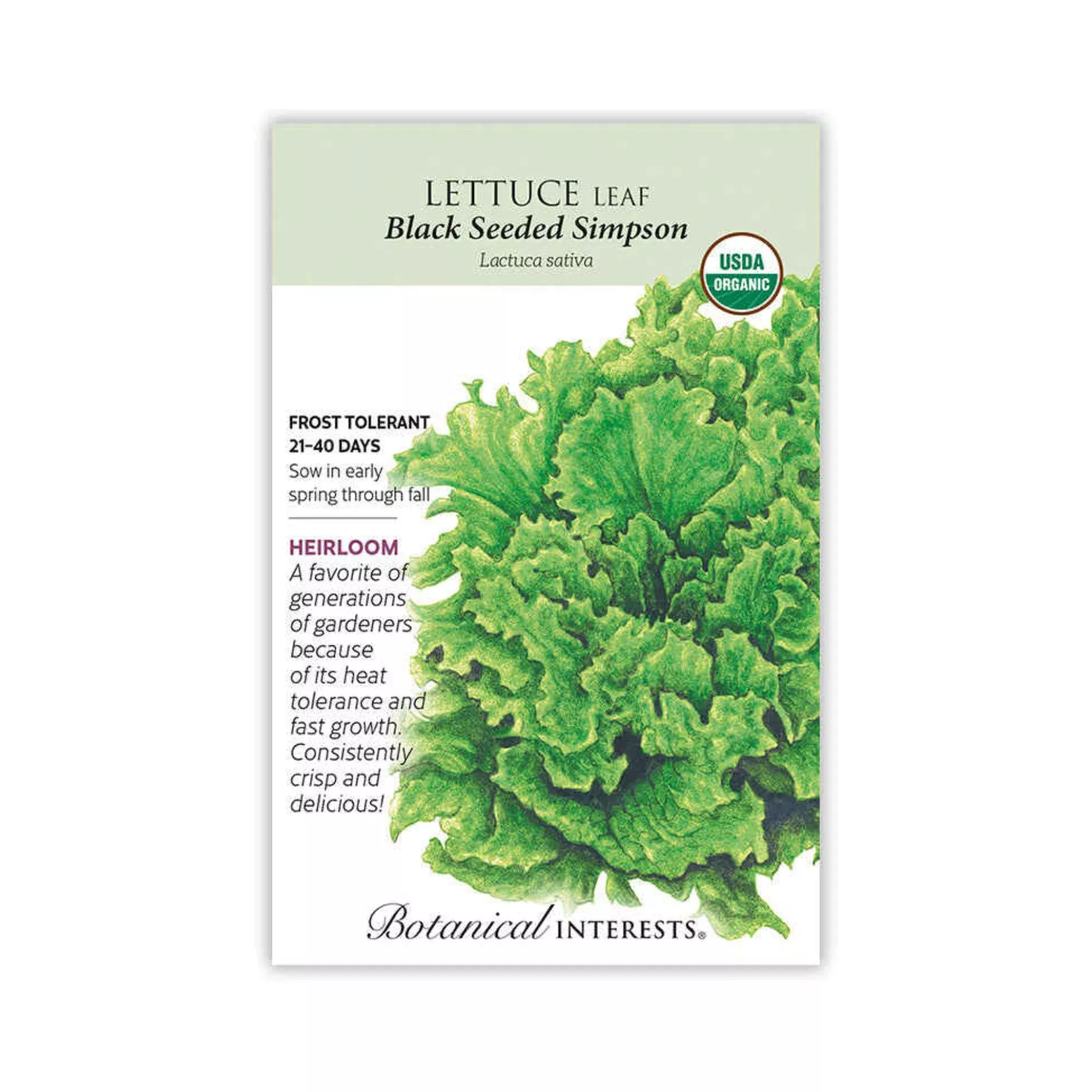 Lettuce Leaf Black Seeded Simpson