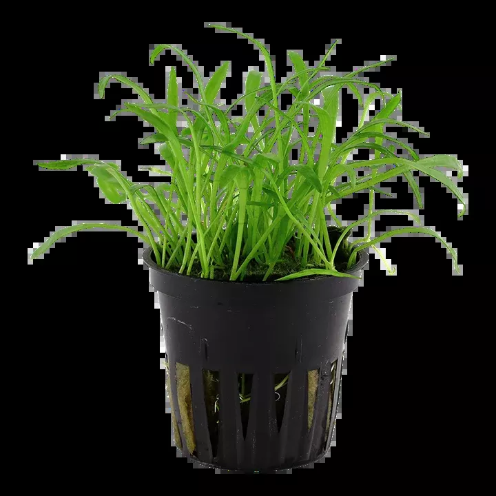Lilaeopsis brasiliensis by Tropica