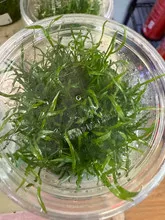 Lilaeopsis brasiliensis – TC