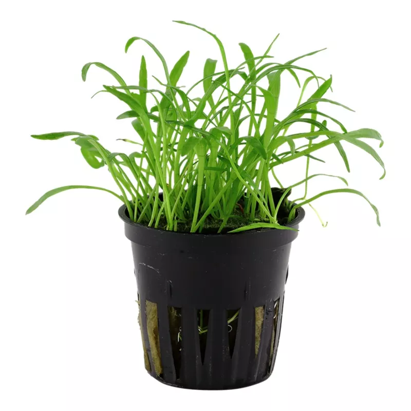 Lilaeopsis brasiliensis – Tropica
