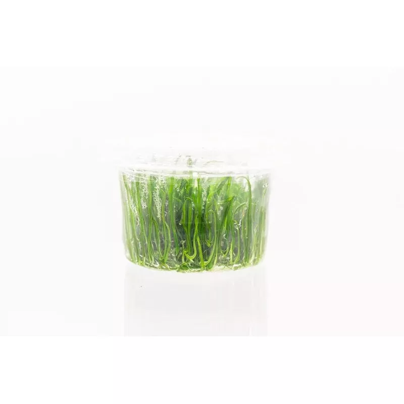 Lilaeopsis Mauritiana – Tissue Culture