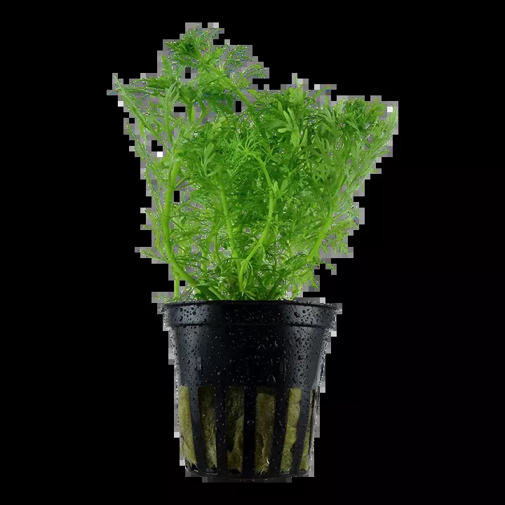 Limnophila aquatica by Tropica