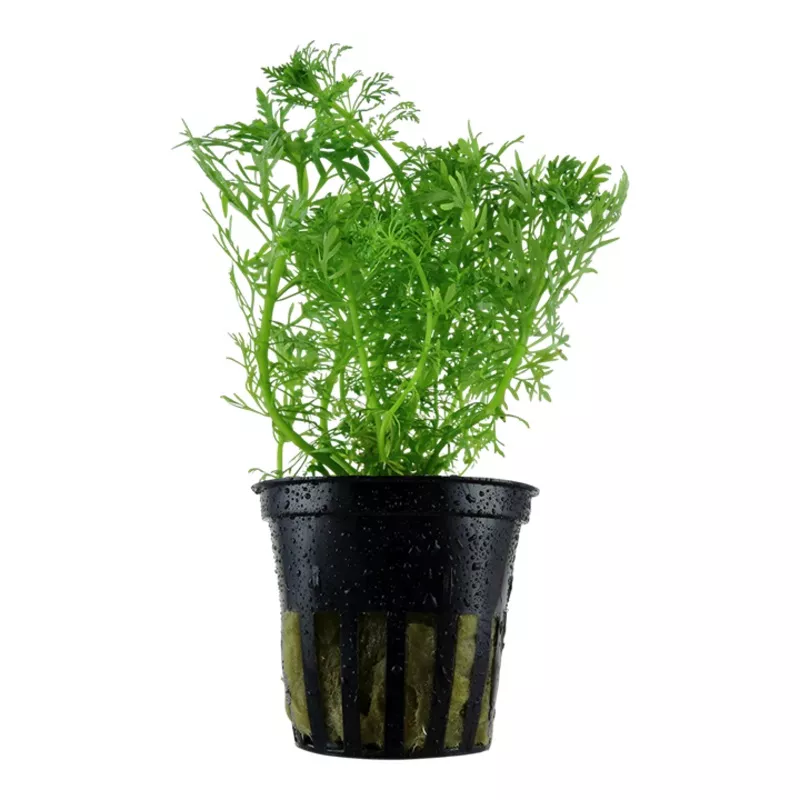 Limnophila aquatica – Tropica