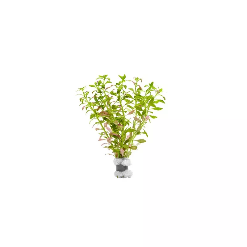 Limnophila Aromatica Mini