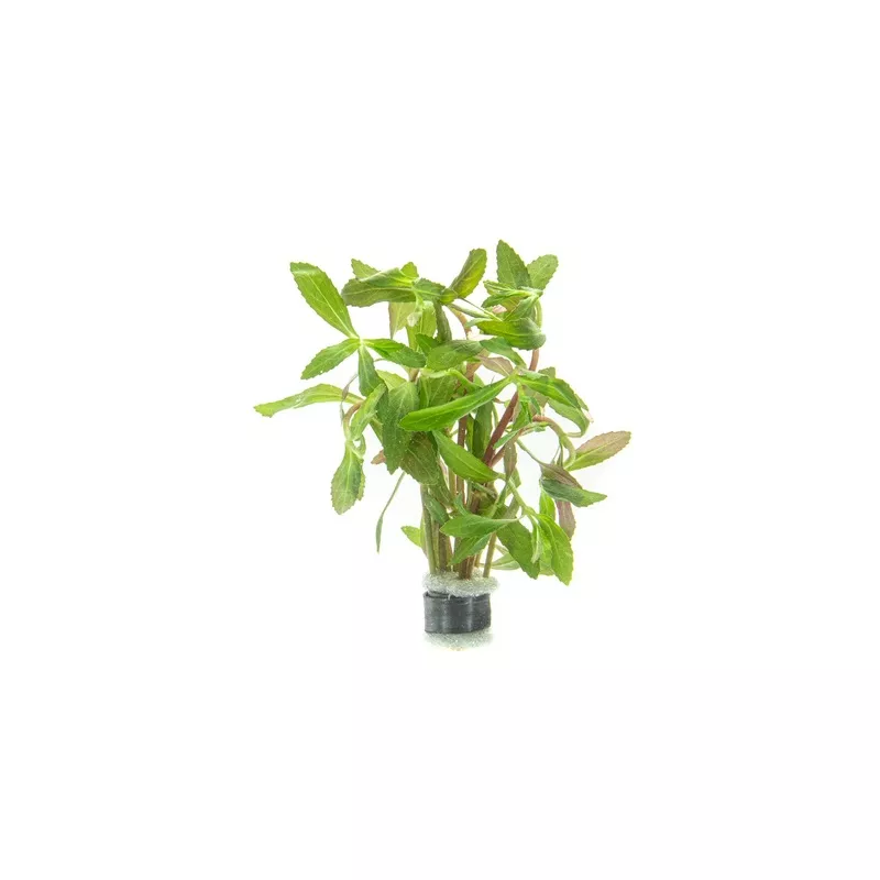 Limnophila Belem