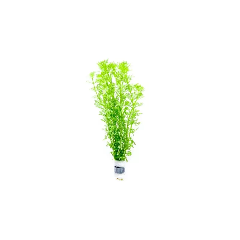 Limnophila Heterophylla