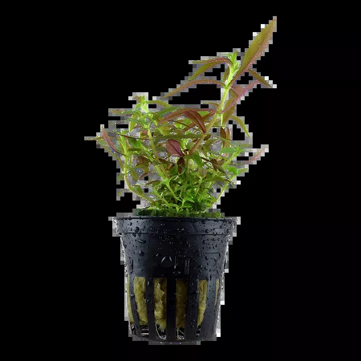 Limnophila hippuridoides by Tropica