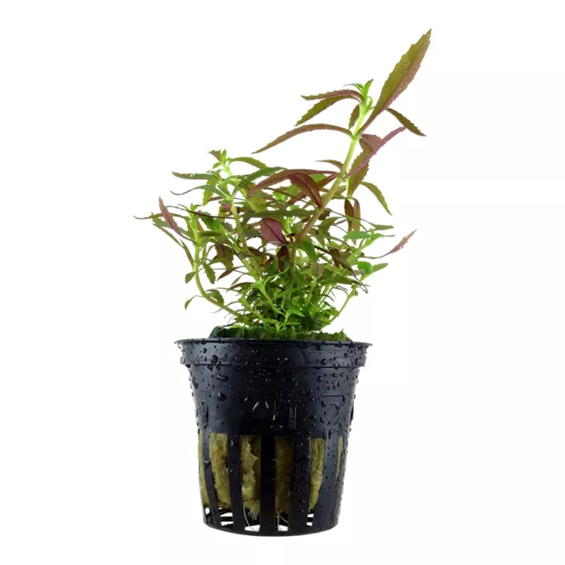 Limnophila hippuridoides- Tropica