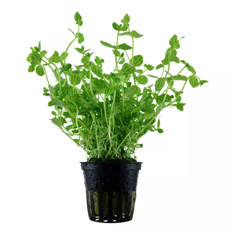 Lindernia rotundifolia – Tropica