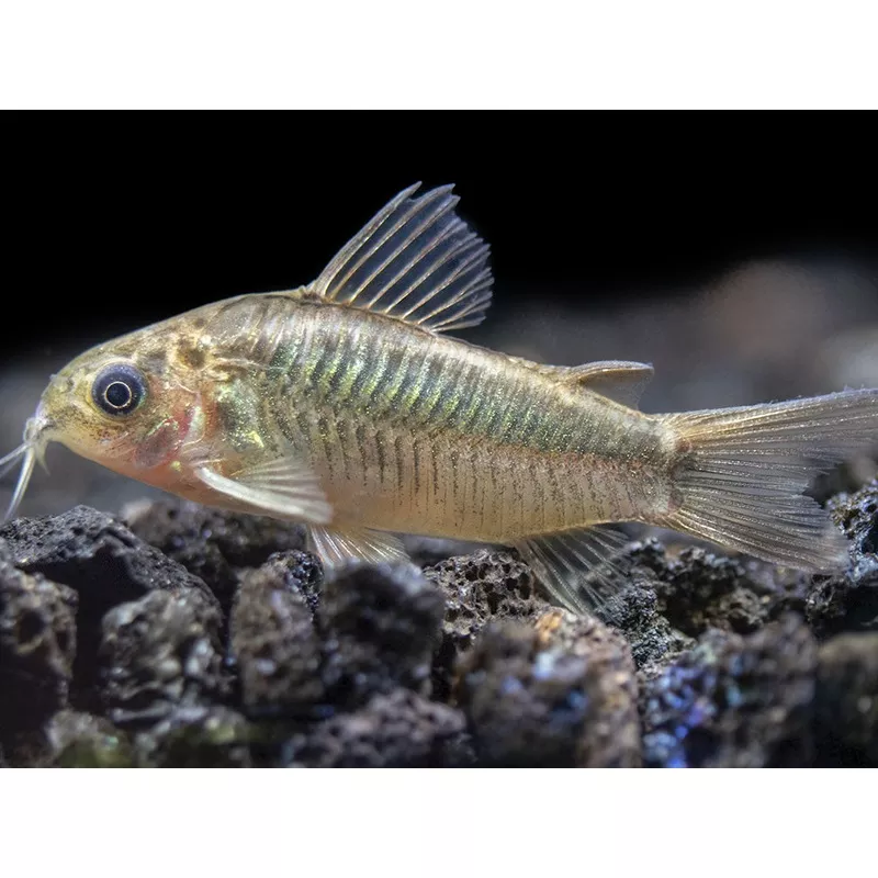Little Cory Catfish (Corydoras nanus)
