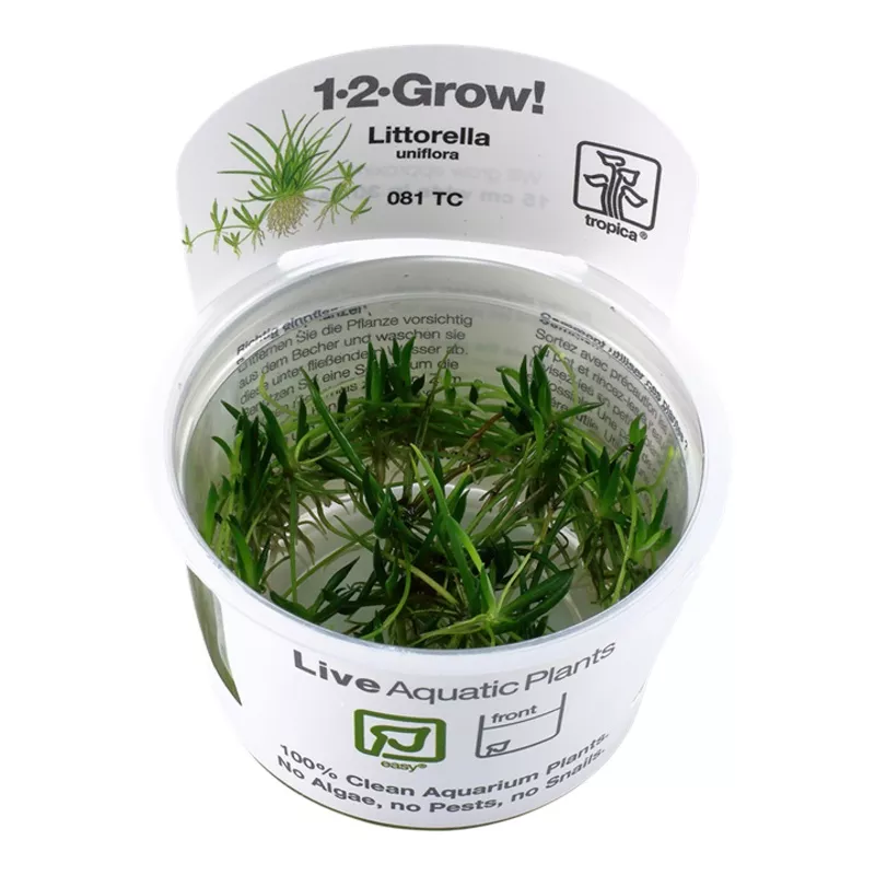 Littorella uniflora – TC