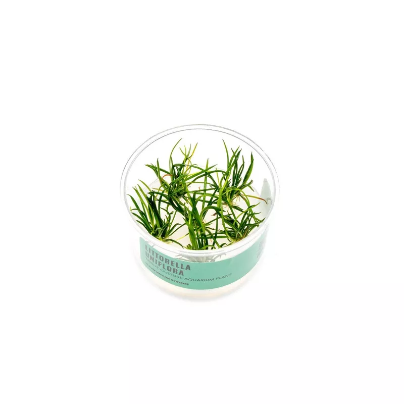 Littorella Uniflora UNS Tissue Culture