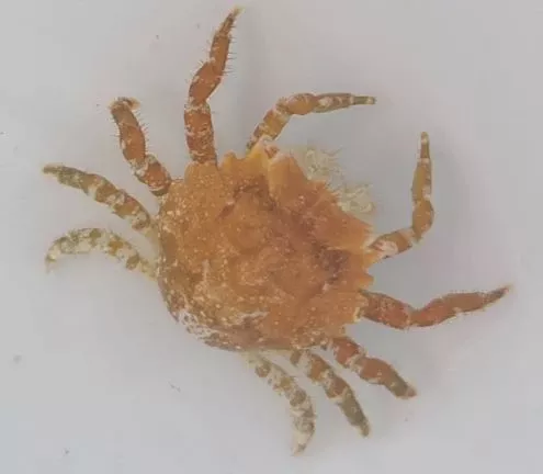 Live 8/27/26 Pithos Crab