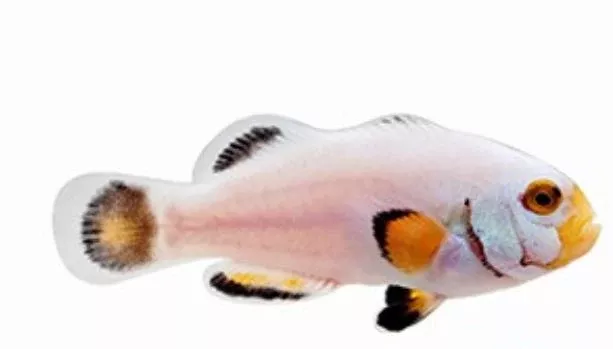 Live 8/27/26 Platinum Picasso Clownfish