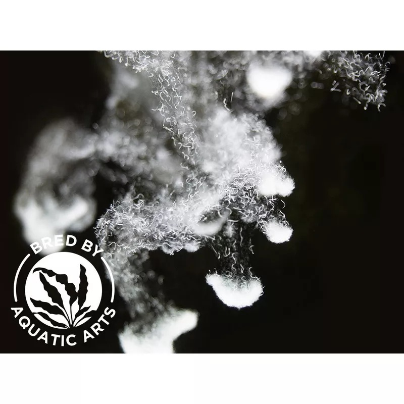 Live Microworm (Panagrellus sp.) Cultures – Aquatic Arts