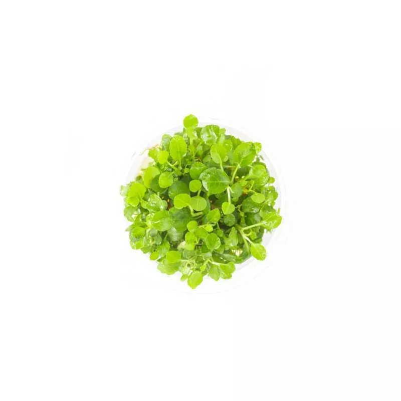 Lobelia Cardinalis UNS Tissue Culture