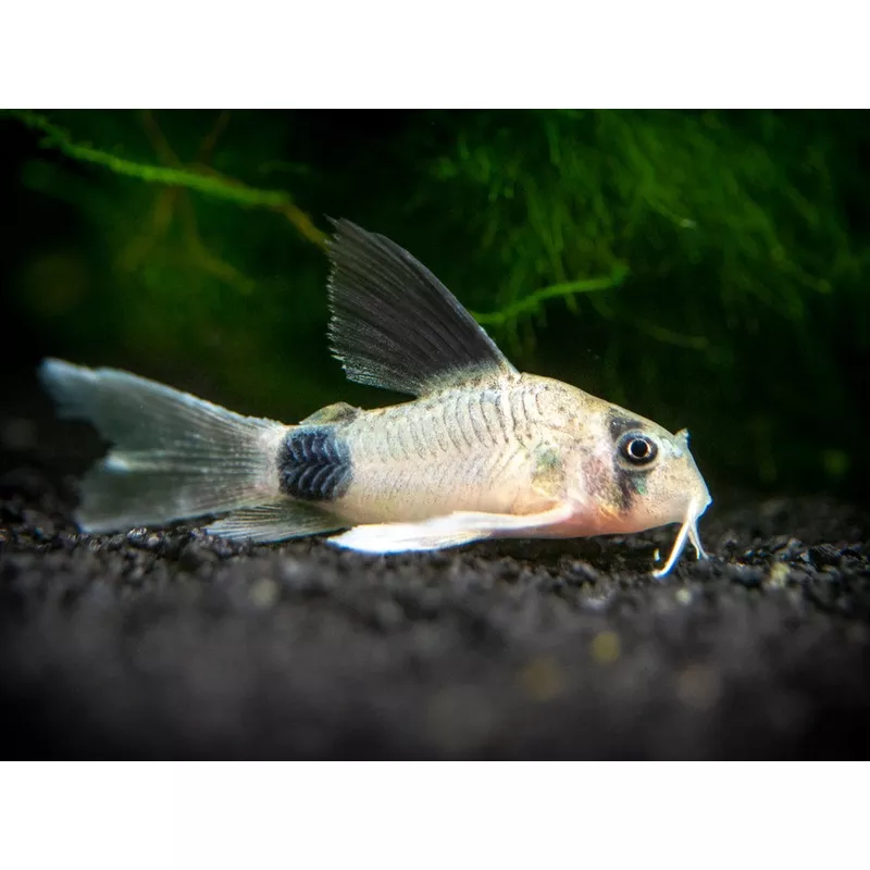 Longfin Panda Cory Catfish (Corydoras panda “Longfin”) – Tank-Bred!
