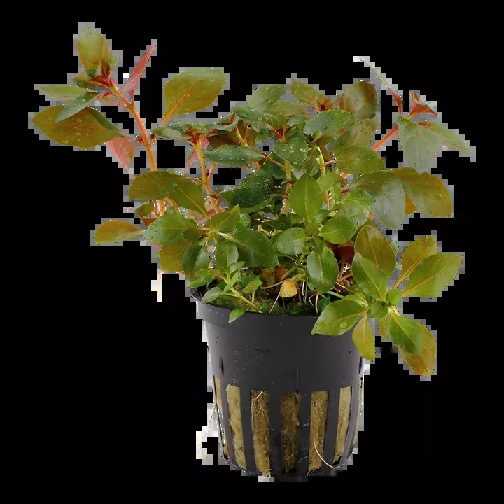 Ludwiga repens