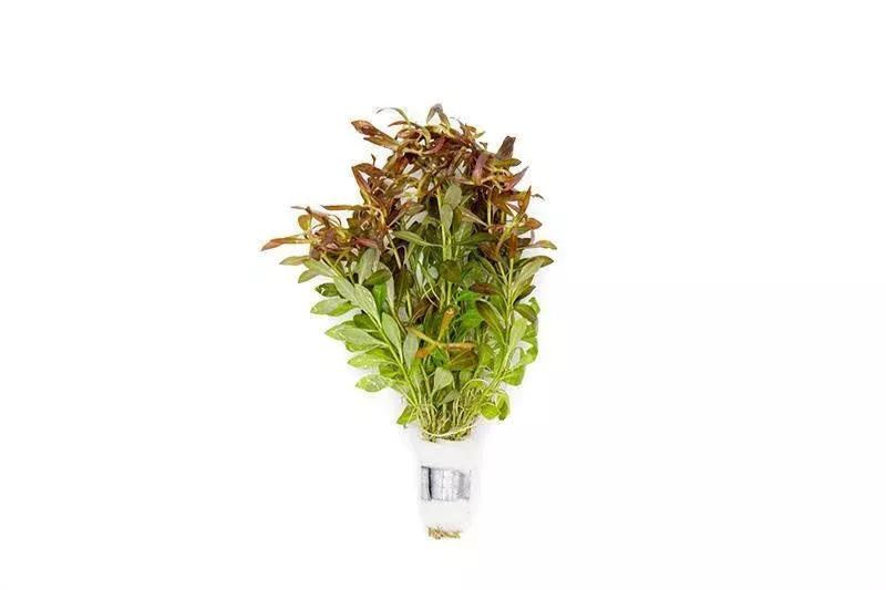 Ludwigia Arcuata — Bunch