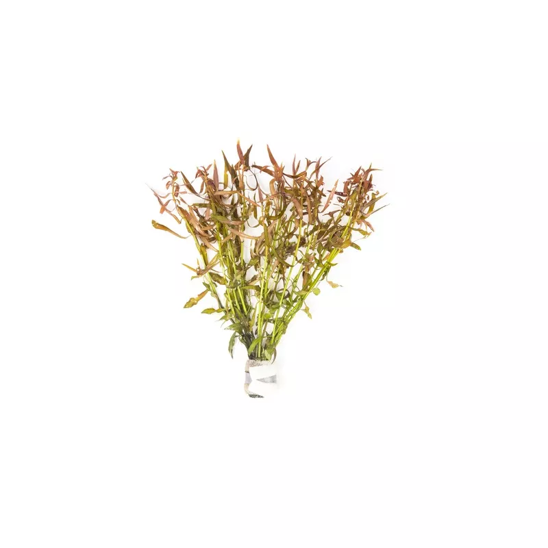 Ludwigia Brevipes