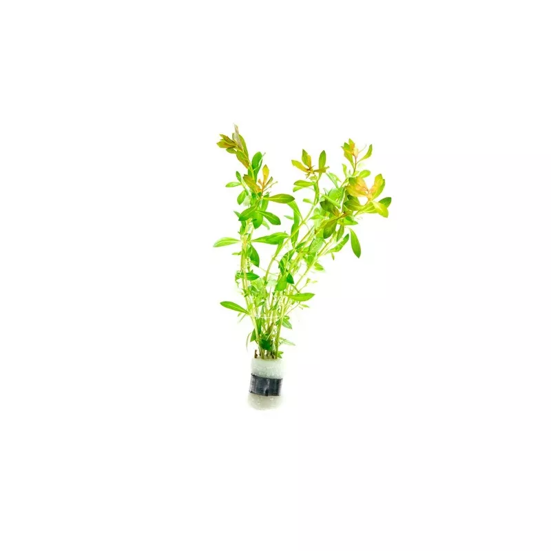 Ludwigia Crystal