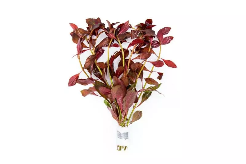 Ludwigia Glandulosa var. Diamond — Bunch
