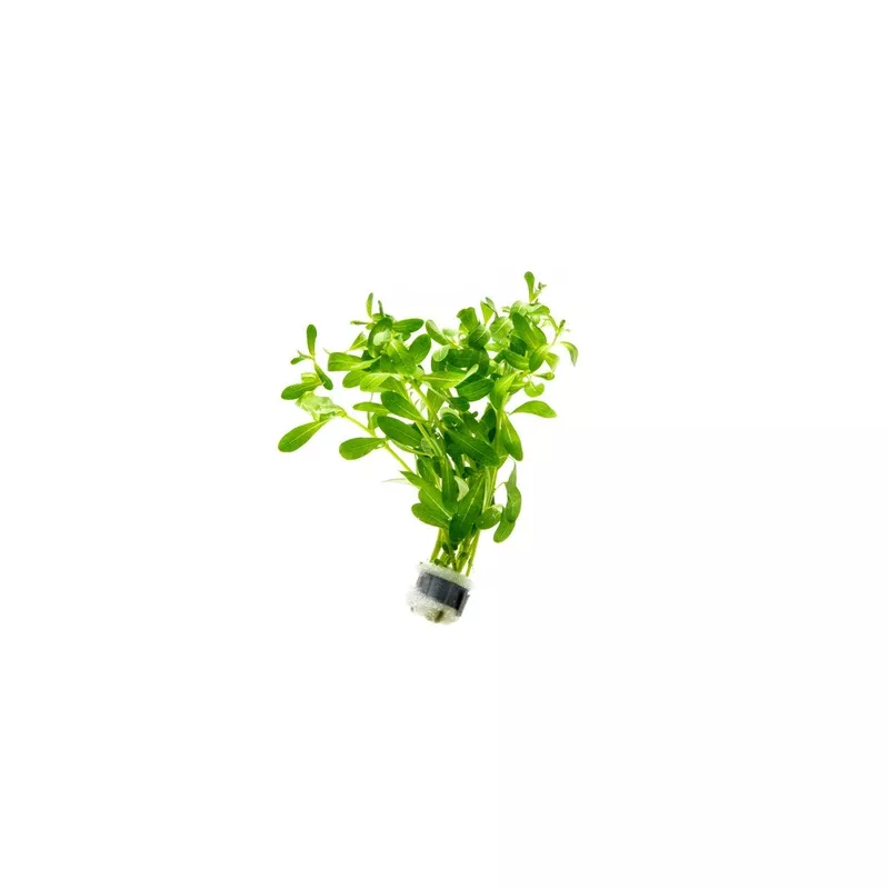 Ludwigia Inclinata Green