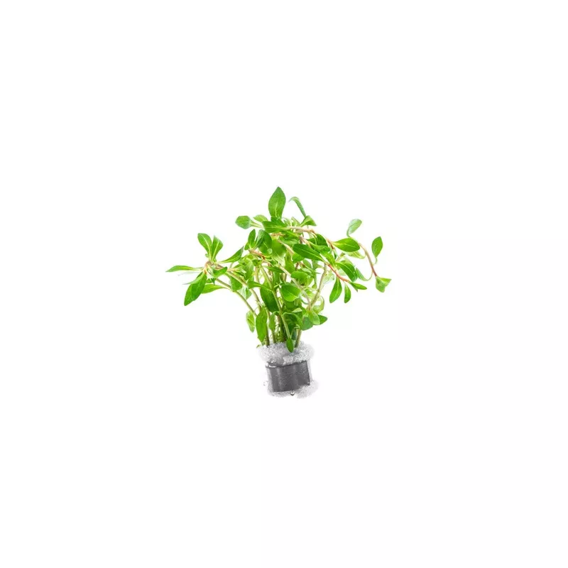 Ludwigia Inclinata var. Verticillata ‘Pantanal’