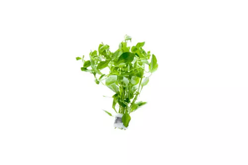 Ludwigia Palustris Green *PLEASE CONTACT FOR AVAILABILITY BEFORE ORDERING