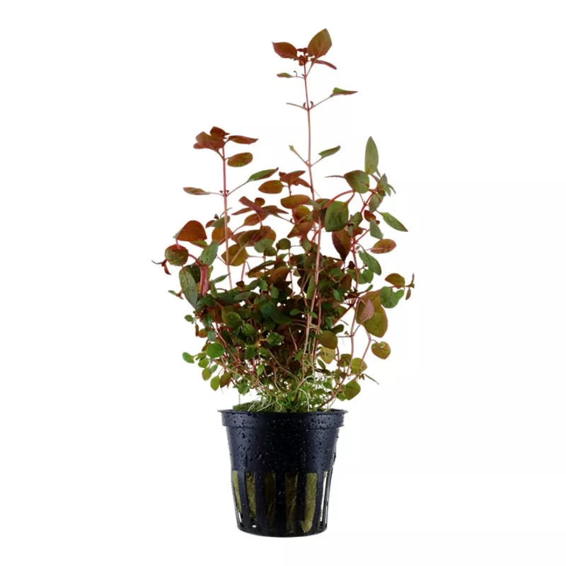 Ludwigia palustris ‘Super Red’ – Tropica